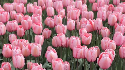 Купить Розовые тюльпаны в Москве, заказать Розовые тюльпаны - недорогая  доставка цветов из интернет магазина!