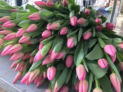 Пионовидные розовые тюльпаны заказать букет с доставкой
