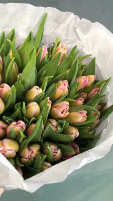 Розовые тюльпаны в коробке – купить с бесплатной доставкой в Москве