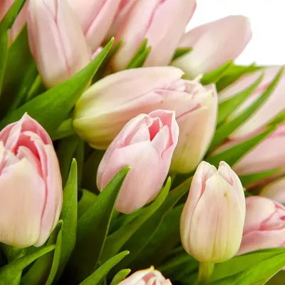 Розовые тюльпаны купить в Краснодаре с доставкой