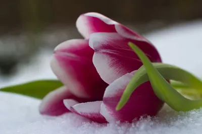 Тюльпаны на снегу | Тюльпаны, Цветы, Осенние картинки