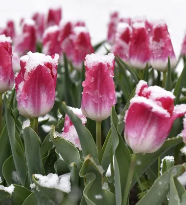 Бесплатные Тюльпан в снегу стоковые фотографии | FreeImages