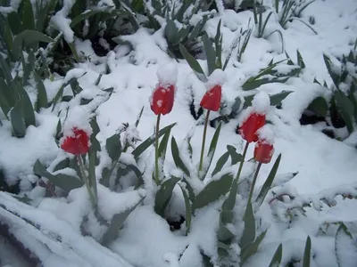 Снежные тюльпаны» картина Жаденовой Натальи (картон, пастель) — купить на  ArtNow.ru