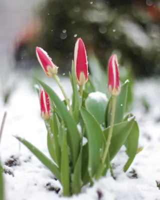 Посмотри. - Тюльпаны под снегом. Бывает и такое. | Facebook