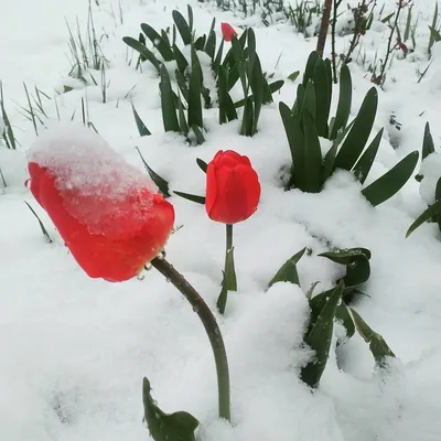 Тюльпаны в снегу: неделю назад Молдову накрыл снег | Идеи для жизни |  Фотострана | Пост №1385974981
