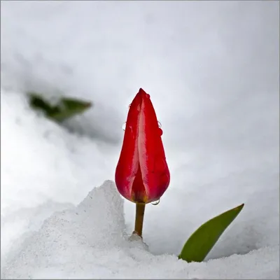 Весна тюльпаны снег (41 фото) - 41 фото
