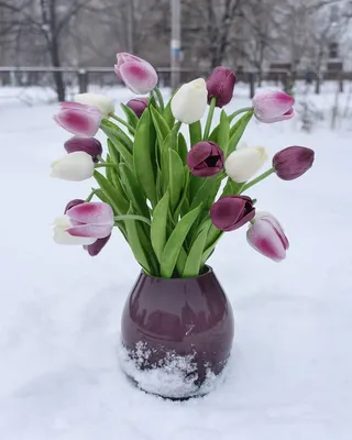тюльпаны на снегу в лесу. весенний тюльпан. Стоковое Изображение -  изображение насчитывающей флористическо, бутика: 217223793