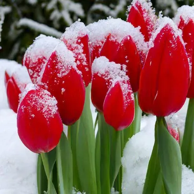 Май в Минске: «Смотрите, какие тюльпаны в снегу!» - KP.RU