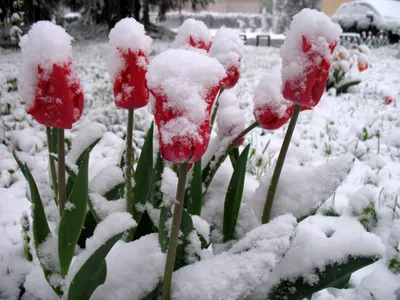 Зима в апреле или тюльпаны в снегу (ФОТО) - Одесская Жизнь
