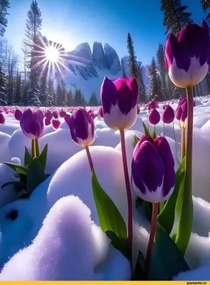 Красные Тюльпаны В Снегу — стоковые фотографии и другие картинки Снег -  Снег, Тюльпан, Цветок - iStock