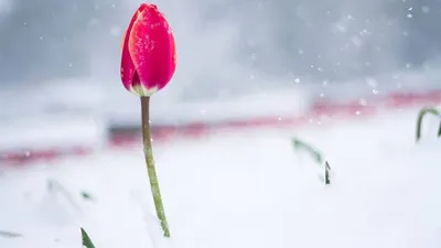 Тюльпаны В Снегу. Фотография, картинки, изображения и сток-фотография без  роялти. Image 78773795