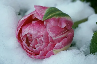 ᐉ Тюльпаны в снегу, 15 см, сиреневый, шт.