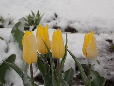 Тюльпан на снегу » MUZAFFAR.UZ