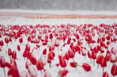 Artflower.kz | Тюльпаны в снегу - Купить с доставкой в Алматы по лучшей цене
