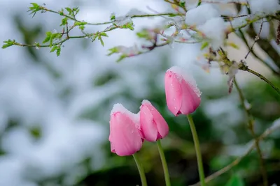 Белые тюльпаны под снегом - 71 фото