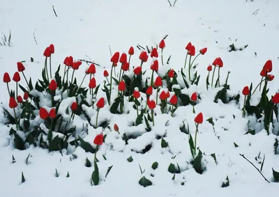 Тюльпаны В Снегу — стоковые фотографии и другие картинки 2019 - 2019,  Аварии и катастрофы, Апрель - iStock