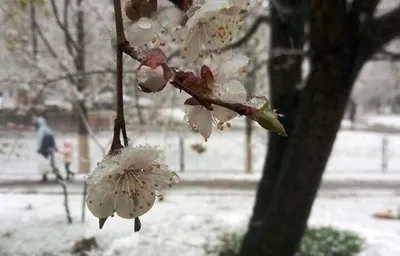 Тюльпаны в снегу | newsvo.ru