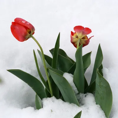 Тюльпан В Снегу Цветок Красный - Бесплатное фото на Pixabay - Pixabay