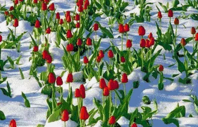 Красные тюльпаны весной в снегу Stock Photo | Adobe Stock