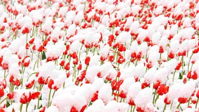 Тюльпаны в снегу - Изображения - Каталог файлов - Литсеть