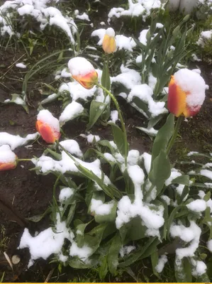 Фотография Тюльпаны на снегу, автор Sergey_P