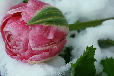 Обои на рабочий стол Розовые тюльпаны и весенняя ветка припорошена снегом,  фотограф Junling Huo, обои для рабочего стола, скачать обои, обои бесплатно
