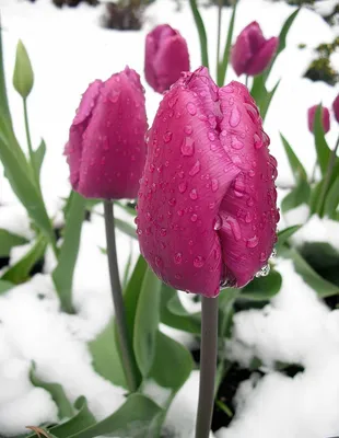 Тюльпаны в снегу (36 фото) - 36 фото
