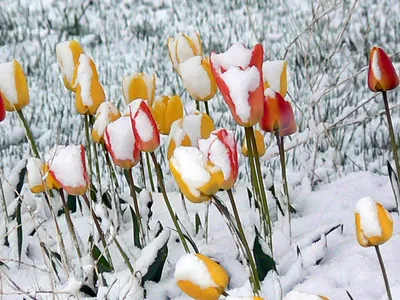 Цветущих тюльпаны под снегом Стоковое Фото - изображение насчитывающей  кровопролитное, садовничать: 192804352