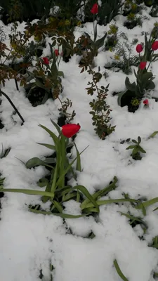 Цветущие деревья и тюльпаны в снегу: в Украине похолодало - 19 апреля 2017  :: Новости Донбасса