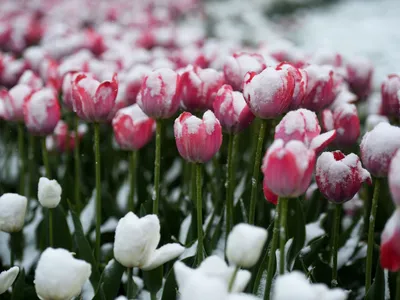 Тюльпаны на снегу .... | Instagram