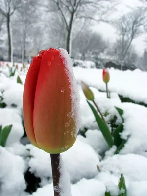 Красные тюльпаны на снегу Stock Photo | Adobe Stock