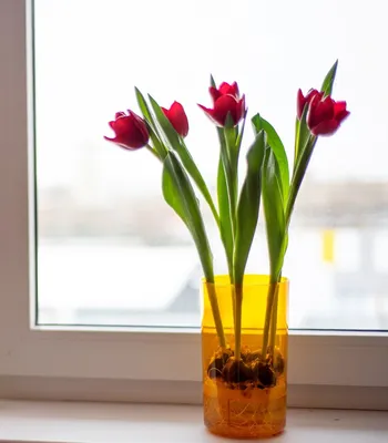 Простой способ продлить жизнь тюльпанам в вазе | Ганцавіцкі час