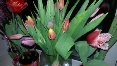 Букет из 25 белых тюльпанов в вазе, Букет и цветы в вазе с доставкой в  Кишиневе, Молдове - Flower Republic - Доставка цветов и Подарков № 1 в  Молдове