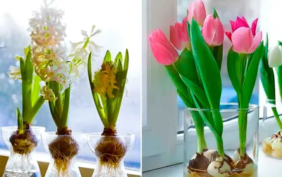 Тюльпаны из стекла в вазочке,1, 3 или 5 цветков. - Imperialglass