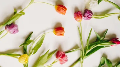 Секреты, как сохранить тюльпаны в вазе до 10 дней - Декор