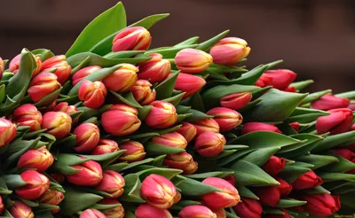 Обои Цветы Тюльпаны, обои для рабочего стола, фотографии цветы, тюльпаны,  охапка Обои для рабочего стола, скачать обои картинки заставки на рабочий  стол.