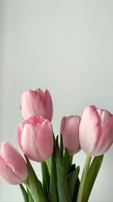 Тюльпаны | Flower background wallpaper, Flower wallpaper, Tulips art