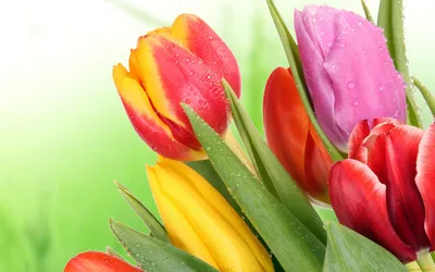 Обои Цветы Тюльпаны, обои для рабочего стола, фотографии цветы, тюльпаны,  tulip Обои для рабочего стола, скачать обои картинки заставки на рабочий  стол.