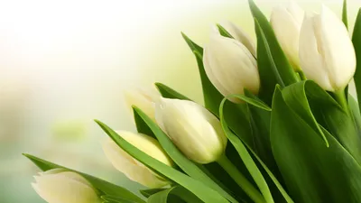 Обои белые тюльпаны - 59 фото