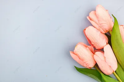 Цветущие розовые тюльпаны на голубом фоне обои И картинка для бесплатной  загрузки - Pngtree