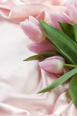 Фотообои Розовые тюльпаны на шелке купить на стену • Эко Обои