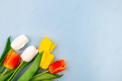 красные тюльпаны обои для Ipad Фон Обои Изображение для бесплатной загрузки  - Pngtree