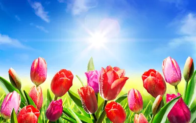 Обои Цветы Тюльпаны, обои для рабочего стола, фотографии цветы, тюльпаны,  солнце, sky, капли, роса, spring, meadow, небо, весна, fresh, flowers,  colorul, tulips, pink, sunlight Обои для рабочего стола, скачать обои  картинки заставки