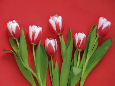 Фотообои Белые тюльпаны на белом фоне артикул Fl-501 купить в Екатеринбурге  | интернет-магазин ArtFresco