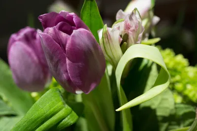 Яркие алые тюльпаны на клумбе. Stock Photo | Adobe Stock