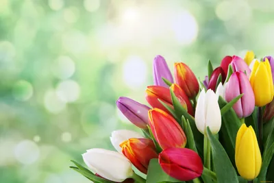 Обои Цветы Тюльпаны, обои для рабочего стола, фотографии цветы, тюльпаны,  боке, букет, весна Обои для рабочего стола, скачать обои картинки заставки на  рабочий стол.