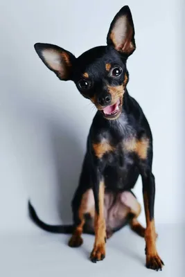 Той терьер | Miniature pinscher dog, Russian toy terrier, Baby animals  super cute