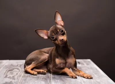 Той терьер | Miniature pinscher dog, Baby animals super cute, Cute dogs