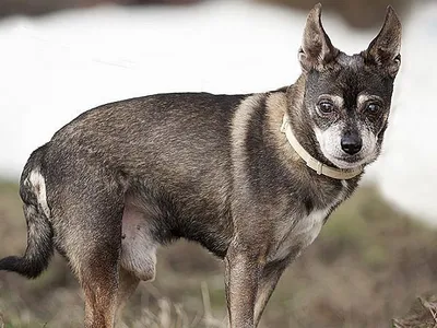 Английский той-терьер - описание породы собак: характер, особенности  поведения, размер, отзывы и фото - Питомцы Mail.ru