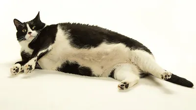 Фотограф снимает толстых котов, чтобы показать миру их шарм / кошки для  Хорошки :: фото :: в комментах ещё :: толстый :: котэ (прикольные картинки  с кошками) / смешные картинки и другие